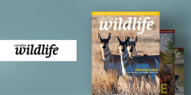 Canadian-wildlife-cover