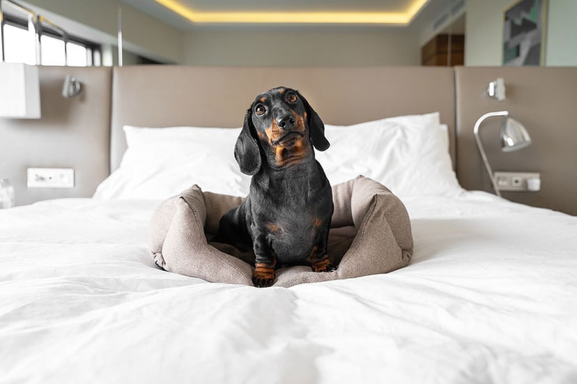 Dog-friendly-hotel
