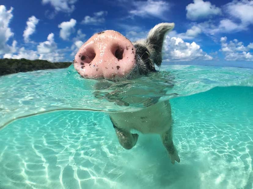 When the hotel is the experience: pig in the Bahamas